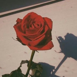 Meet your Posher, Heidi